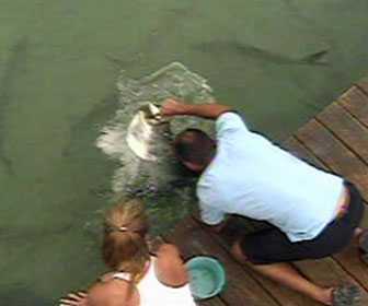 Besucher beim Füttern von Tarpons. Bild: Live Webcam