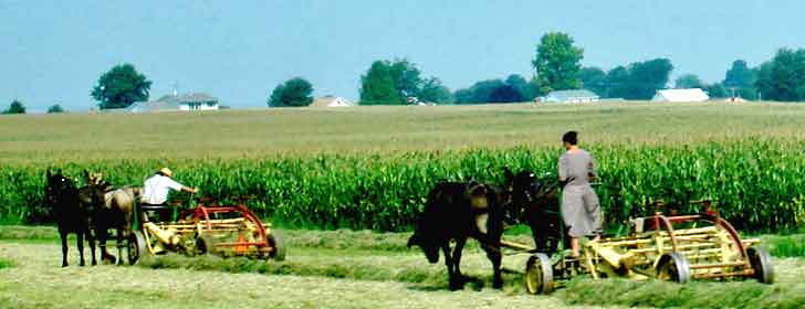 Amish Field Work 1