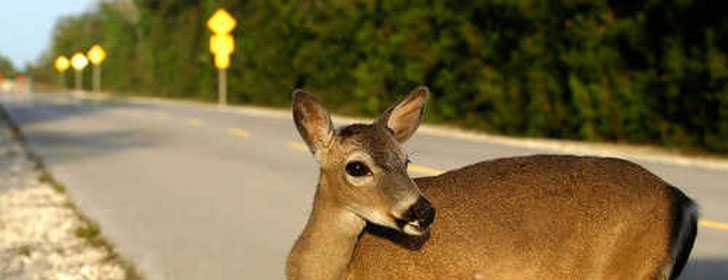 National Key Deer Refuge
