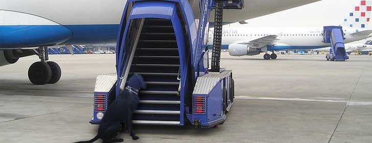 Haustiere im Flugzeug Haustiere im Flugzeug